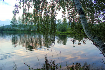Картинка природа реки озера вода березы ветви