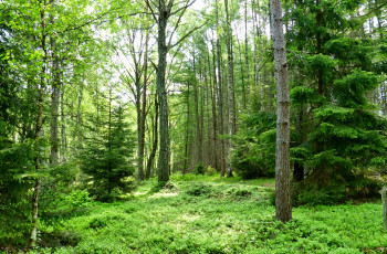 Картинка природа лес полянка трава зелень лето сосны березы ели