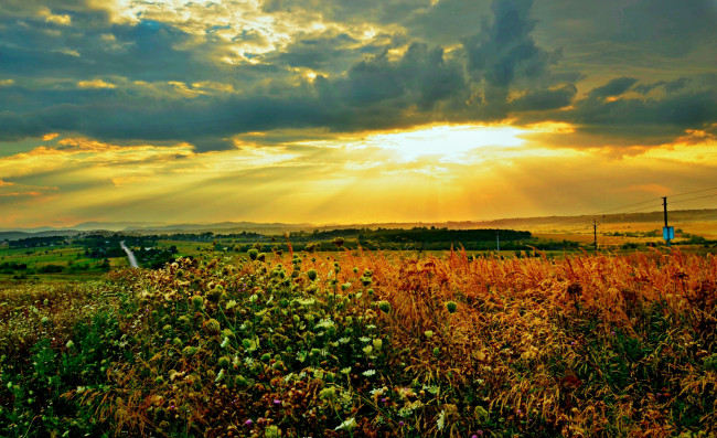 Обои картинки фото природа, восходы, закаты, поле, лучи, тучи, солнце, цветы, холмы, горизонт, трава, свет