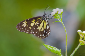 Картинка животные бабочки +мотыльки +моли фон усики крылья бабочка макро