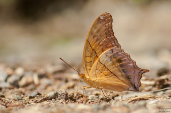 Картинка животные бабочки +мотыльки +моли усики крылья макро бабочка фон