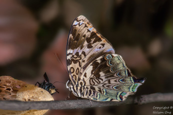 Картинка животные бабочки +мотыльки +моли усики фон крылья бабочка макро