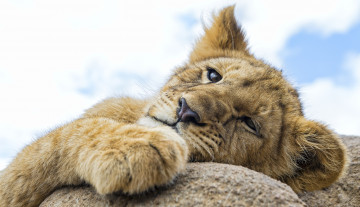 Картинка животные львы взгляд голова львенок лев