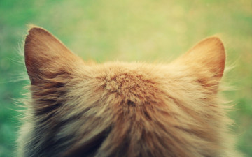 Картинка животные коты кошка кот затылок голова уши рыжий
