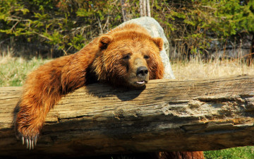 Картинка животные медведи медведь природа лес