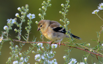 Картинка животные птицы фон цветы птица
