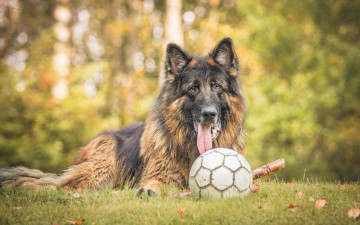 Картинка животные собаки мяч друг взгляд собака