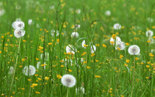 Обои картинки фото цветы, луговые , полевые,  цветы, лютики, одуванчики, трава, луг