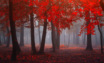 Картинка природа лес red forest листья красный fog leaves туман