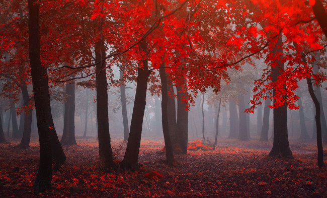 Обои картинки фото природа, лес, red, forest, листья, красный, fog, leaves, туман