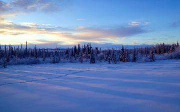 Картинка природа зима снег деревья аляска