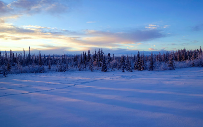 Обои картинки фото природа, зима, снег, деревья, аляска