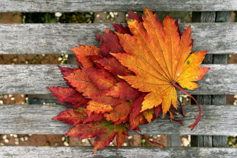 Картинка природа листья осень доски