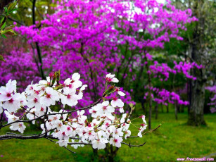 Картинка цветы бугенвиллея