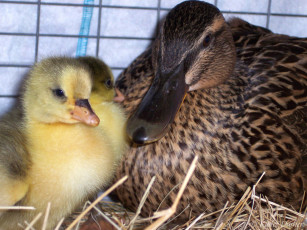 обоя goslings, with, mama, duck, elfriede, животные, утки