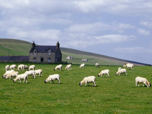 Картинка grampian farm near rhynie scotland животные овцы бараны