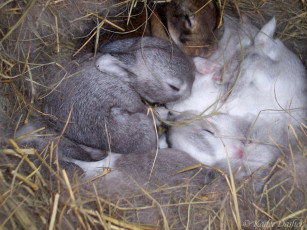 Картинка sweet dreams животные кролики зайцы