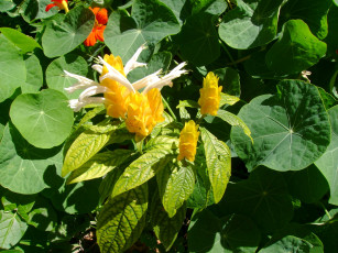 Картинка цветы белый желтый зеленый пахистахис