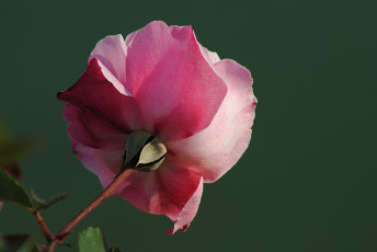 Картинка цветы розы розовый зелёный
