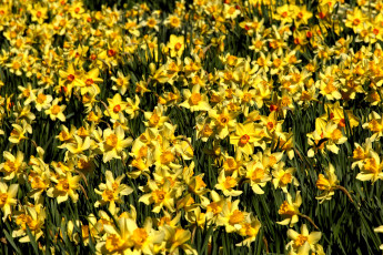 Картинка цветы нарциссы желтый много