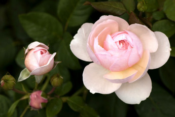 Картинка цветы розы бледно-розовый бутон