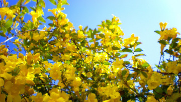 Картинка цветы цветущие деревья кустарники желтые