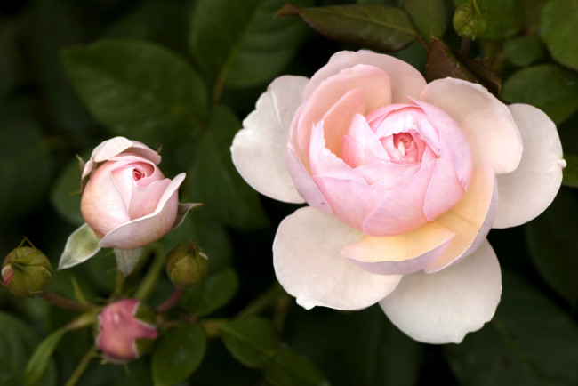 Обои картинки фото цветы, розы, бледно-розовый, бутон