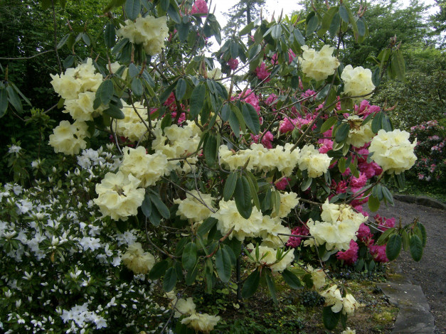 Обои картинки фото цветы, рододендроны, азалии, rhododendron, garden