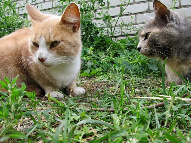 Обои картинки фото животные, коты, трава
