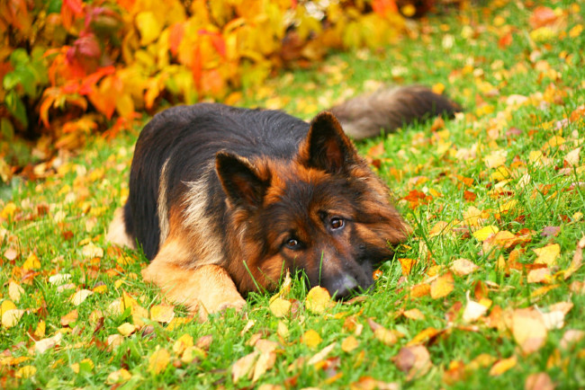 Обои картинки фото животные, собаки, осень, листья, немецкая, овчарка