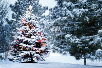 Картинка праздничные Ёлки снег деревья елка лес сугробы