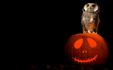 обоя праздничные, хэллоуин, halloween, owl, art, pumpkin