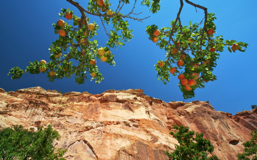 Картинка природа плоды capitol reef national park orchard