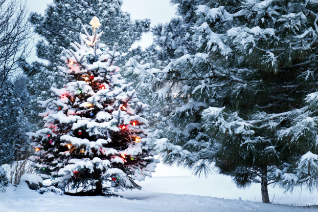 Обои картинки фото праздничные, Ёлки, снег, деревья, елка, лес, сугробы