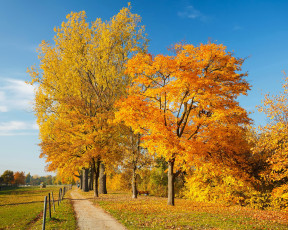 Картинка природа дороги дорога осень листья деревья