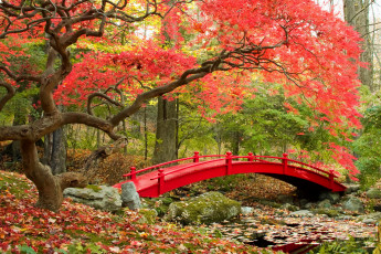 Картинка природа парк осень листья деревья мостик река