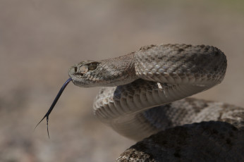 Картинка western+diamondback животные змеи +питоны +кобры угроза змея