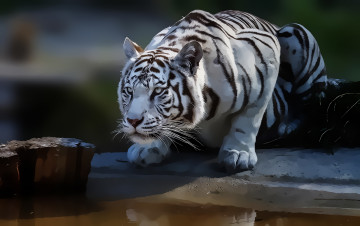 Картинка разное компьютерный+дизайн белый тигр природа хищник взгляд