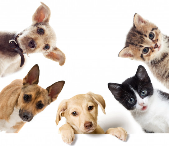 Обои картинки фото животные, разные вместе, щенки, котята, кошки, собаки