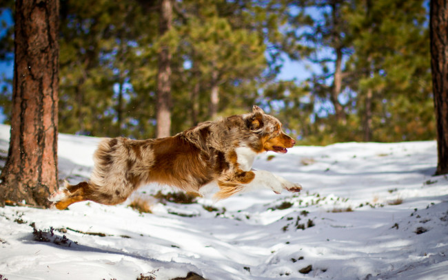 Обои картинки фото животные, собаки, снег, собака, лес, бег