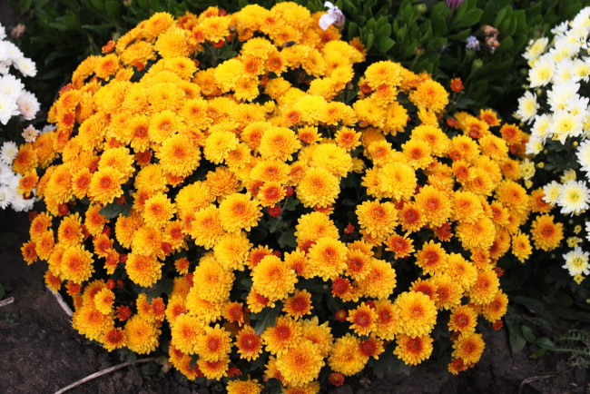 Обои картинки фото цветы, хризантемы, куст, оранжевые