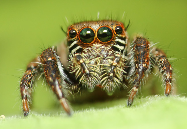 Обои картинки фото животные, пауки, макросъемка, глаза, паук