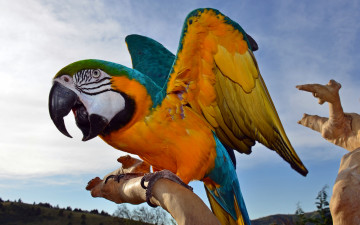 Картинка животные попугаи перья крупным планом разноцветный крылья клюв ара попугай
