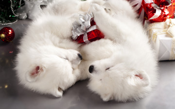 Картинка животные собаки мило пол праздник спят коробки подарки рождество новый год самоед пара двое щенки два белые