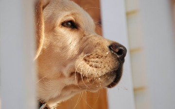 Картинка животные собаки окно голова пес собака лабрадор