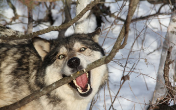 Картинка животные волки +койоты +шакалы клыки волк