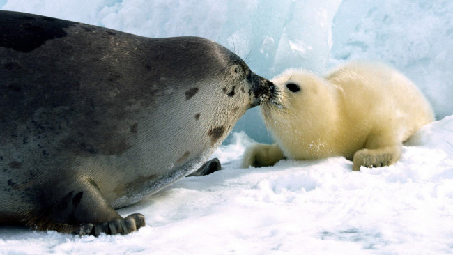 Обои картинки фото животные, тюлени,  морские львы,  морские котики, снег, лед, поцелуй, белек, детеныш, нерпа