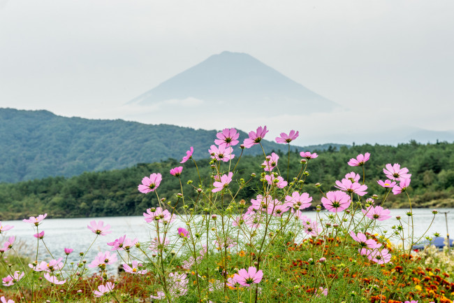 Обои картинки фото цветы, космея, озеро