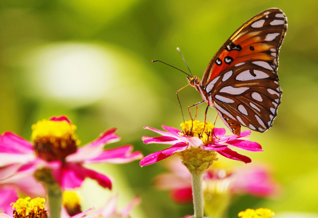 Обои картинки фото животные, бабочки,  мотыльки,  моли, лепестки, бабочка, крылья, насекомое, цветы