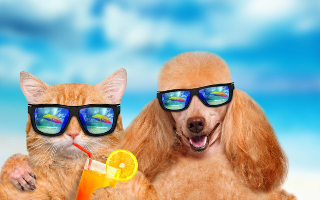 Обои картинки фото юмор и приколы, dog, vacation, summer, cat